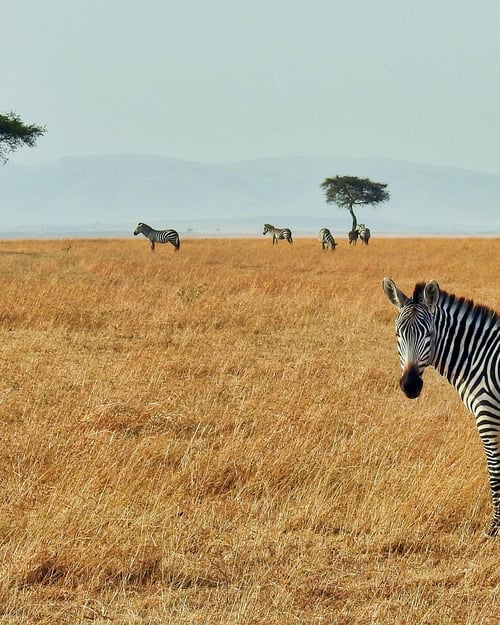 Zebra in Kenya