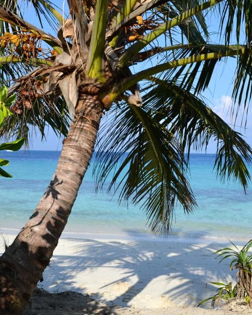 Palm trees in the Maldives