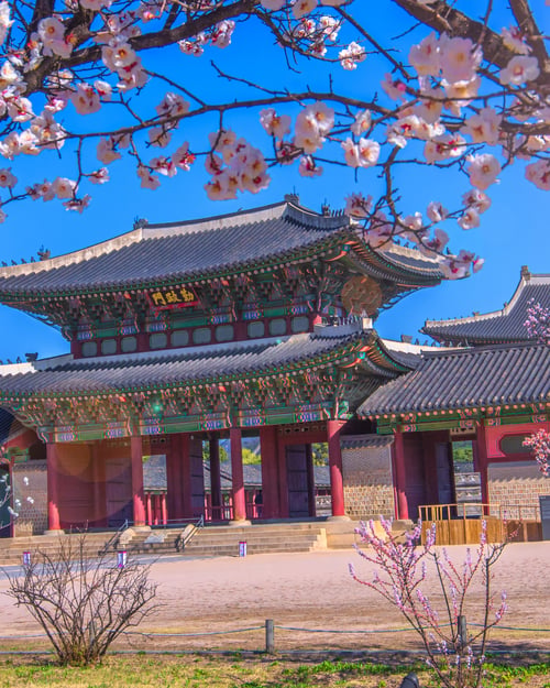 Gyeongbokgung-paladset med kirsebærtræer i Seoul
