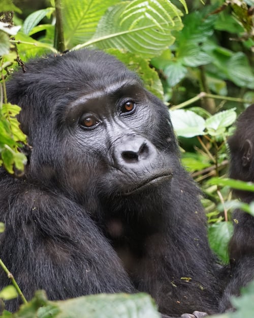 Uganda