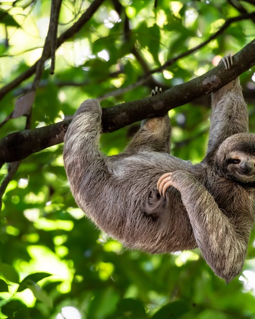 Sloth in Costa Rica