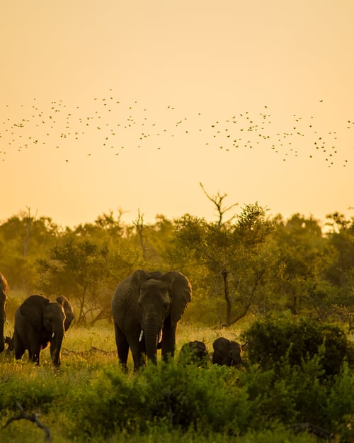 safari in south africa