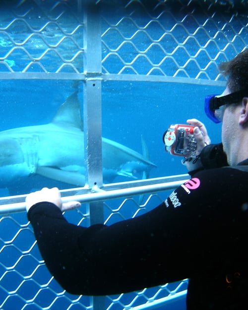 Shark Australia