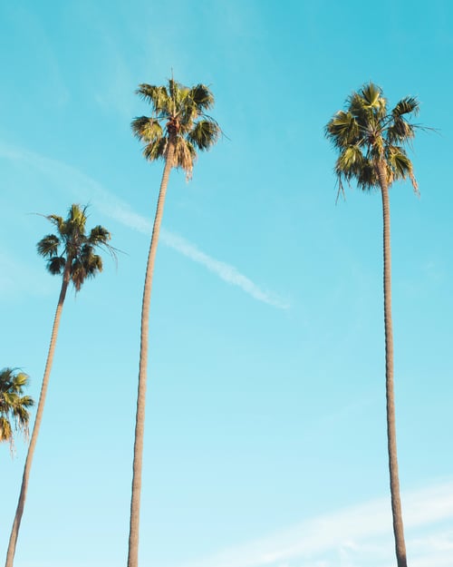 Palm trees in California