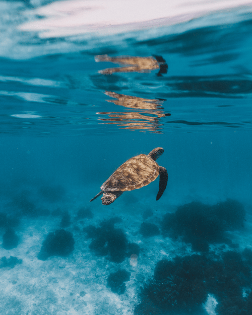 Sea Turtle in Zanzibar