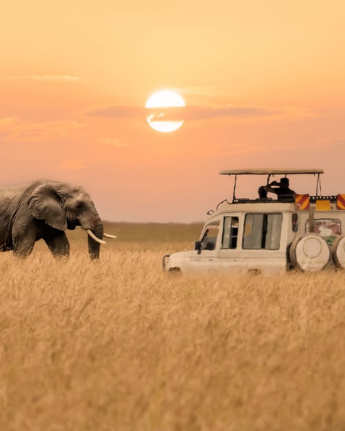 Safari i Masai Mara
