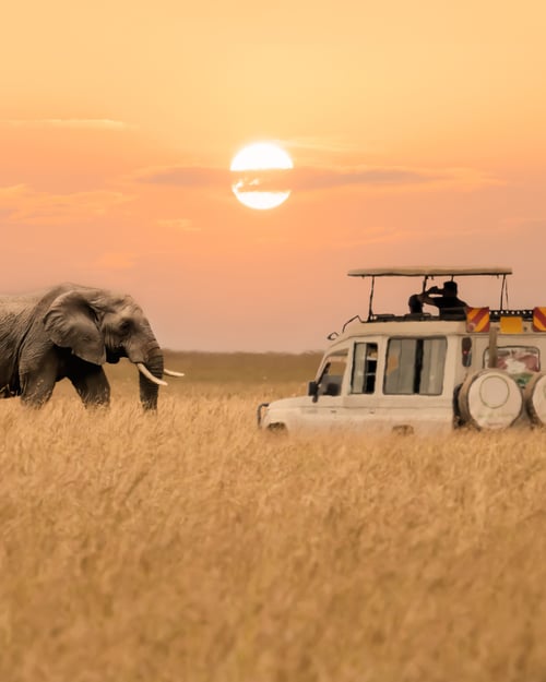 Safari i Masai Mara