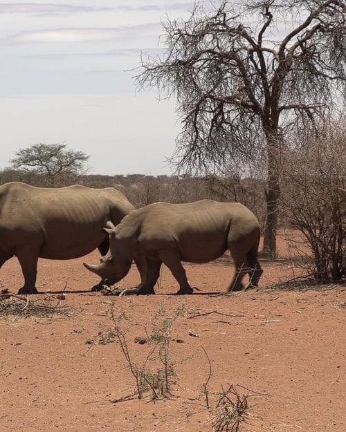 Rhinos roam the savannah landscape freely