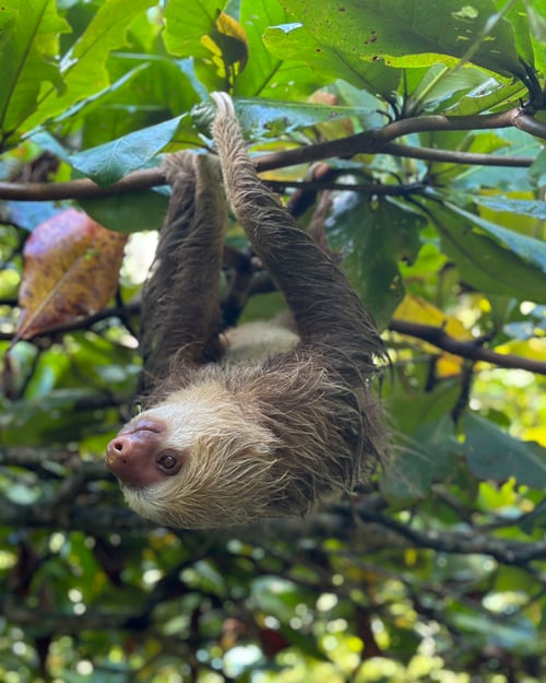 Spot sloths in Costa Rica. 