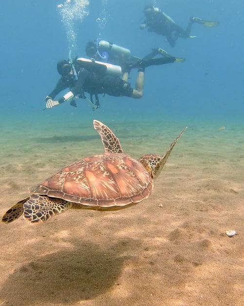 Diving with sea turtles in the Philippines