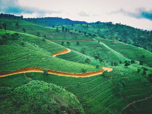 Green fields in Sri Lanka 