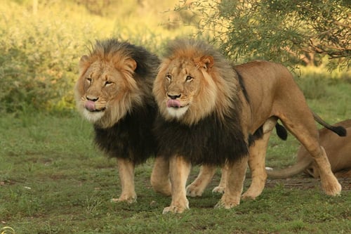 Lions in South Africa