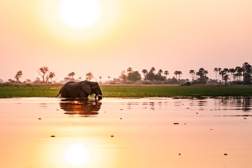 Elefant i solnedgang i Okavango-deltaet, Botswana