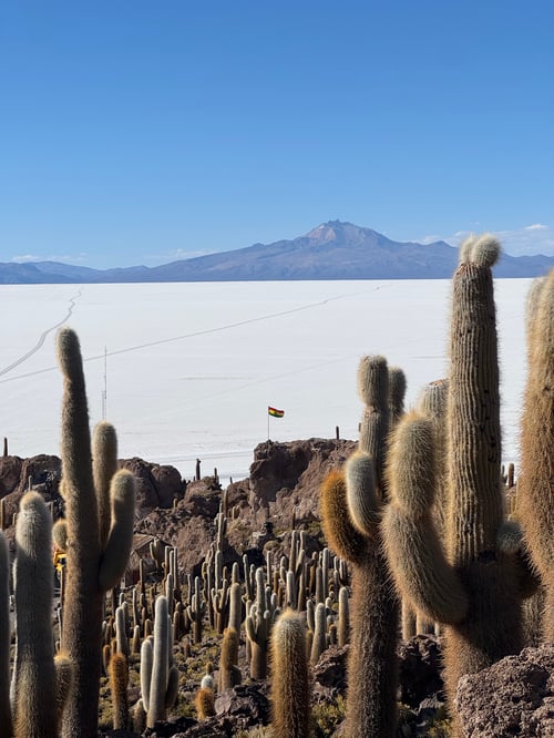 Cactuses in Salar de Uyuni, Bolivia