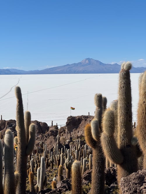 Cactuses in Salar de Uyuni, Bolivia