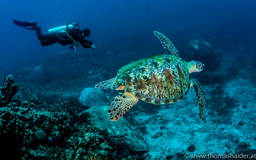 diving