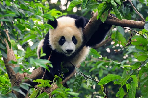 Kina.