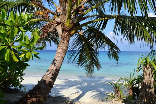 Palm trees in the Maldives