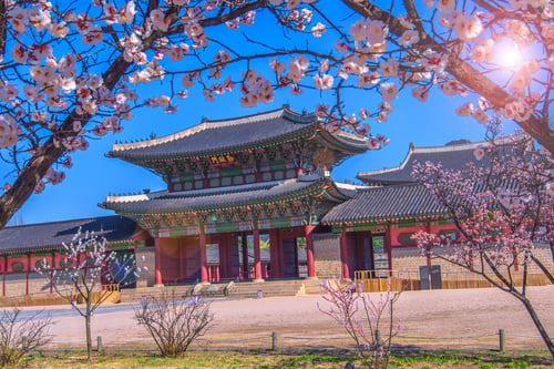 Gyeongbokgung-palatset med körsbärsträd i Seoul
