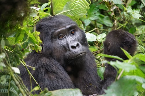 Uganda