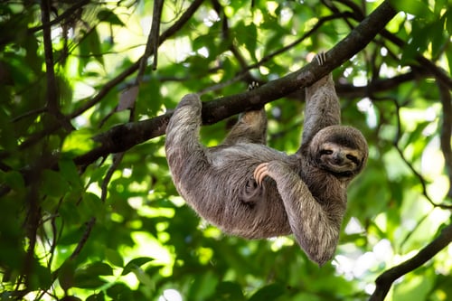 Sloth in Costa Rica