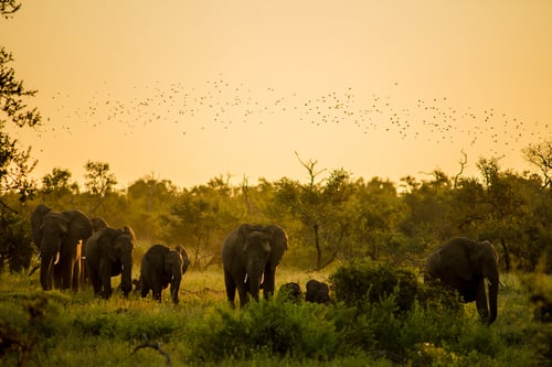 safari in south africa