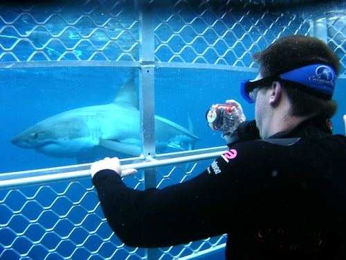 Shark Australia