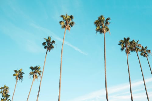 Palm trees in California