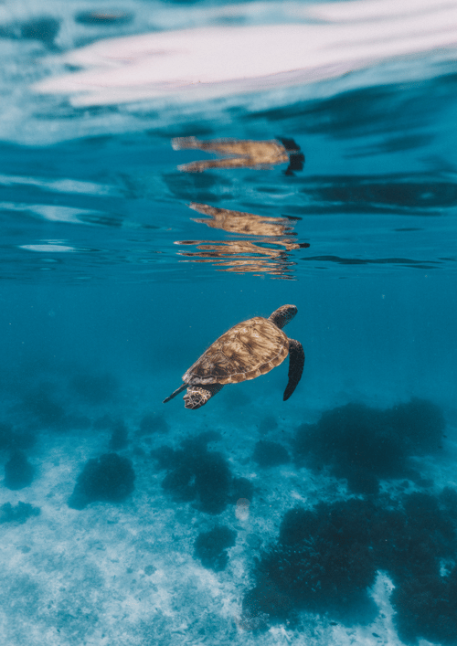 Sea Turtle in Zanzibar