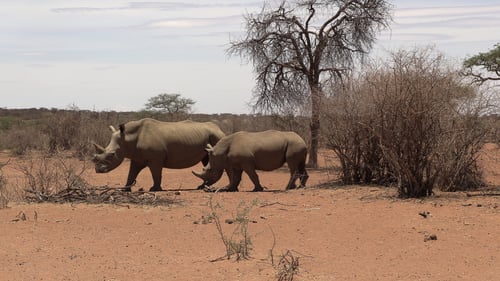 Rhinos roam the savannah landscape freely