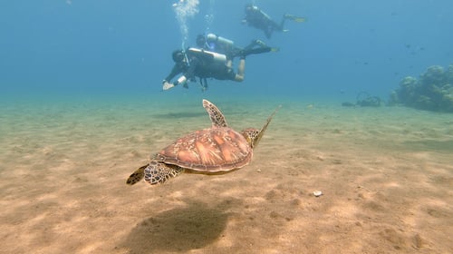 Diving with sea turtles in the Philippines