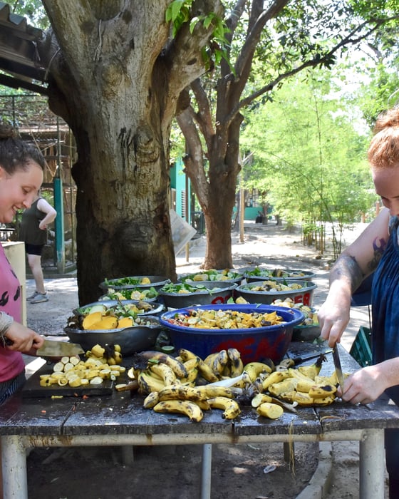 Volunteer with animals in Asia
