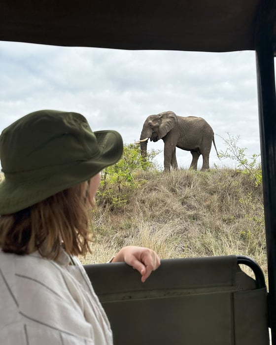 Elephant spotting in Krüger National Park