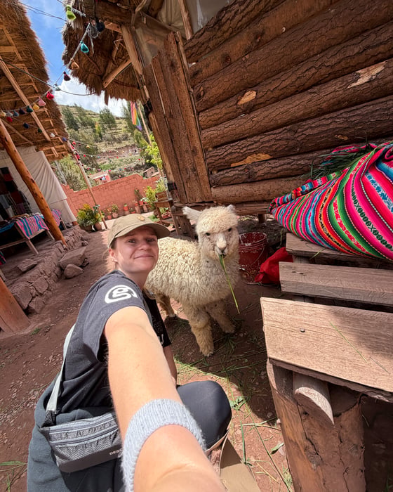 Cute Llamas along the route