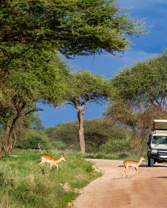 Game drives ävntar på safari.