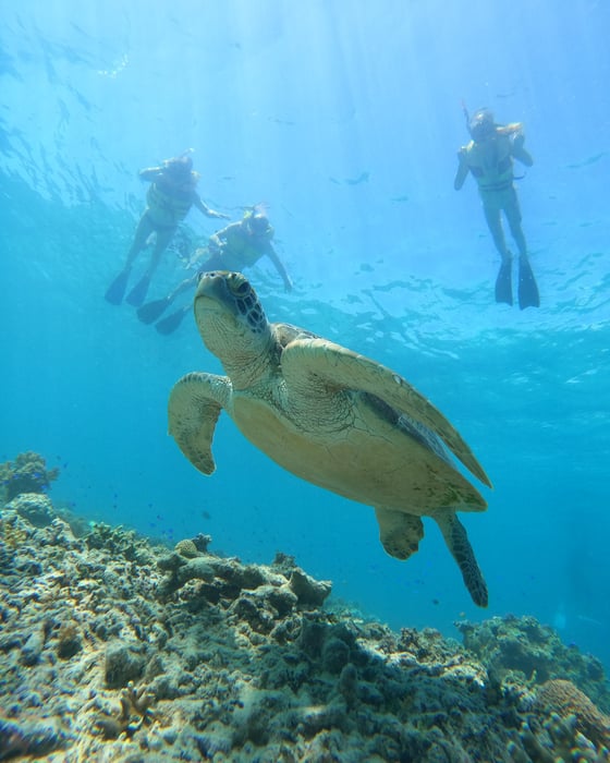 Havskildpadde ved Gili Air
