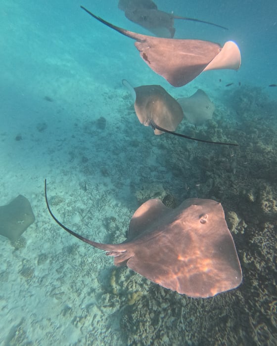 Stingrays i Maldiverne