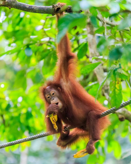 Orangutan in the trees 