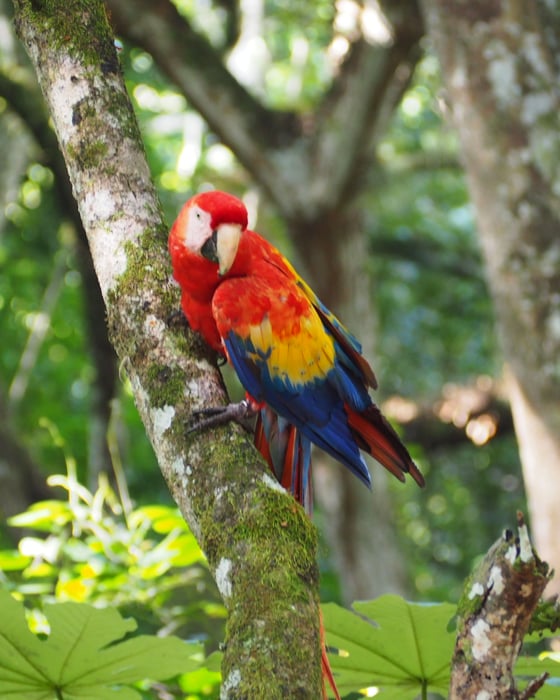 Colourful parrot 