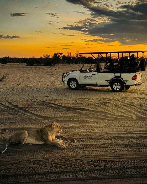 Lion basking in the sunset glow