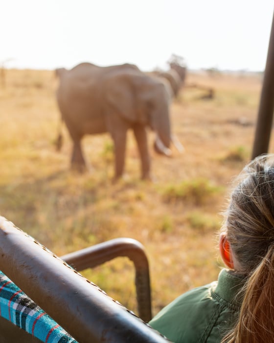 safari encounter as an elephant roams freely