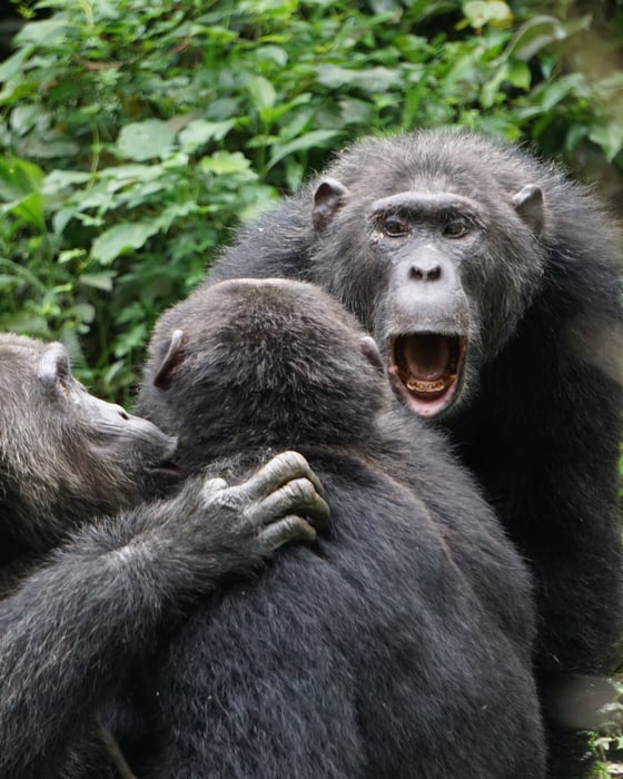 Three mountain gorillas in Uganda