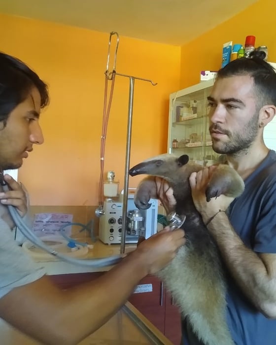 Amazon animal rescue