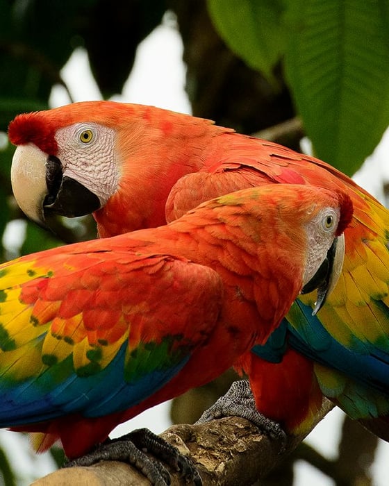 parrot in ecuador