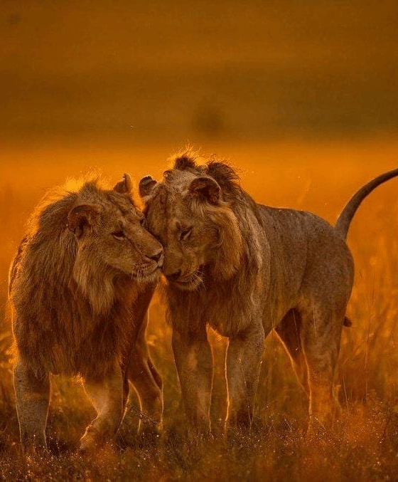Lions on the savannah in Uganda