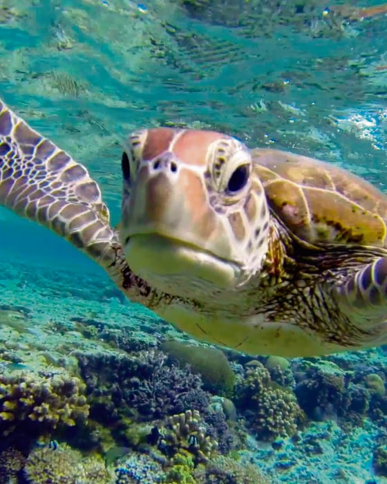 Great Barrier Reef