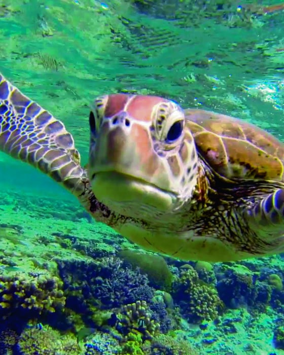 Great Barrier Reef