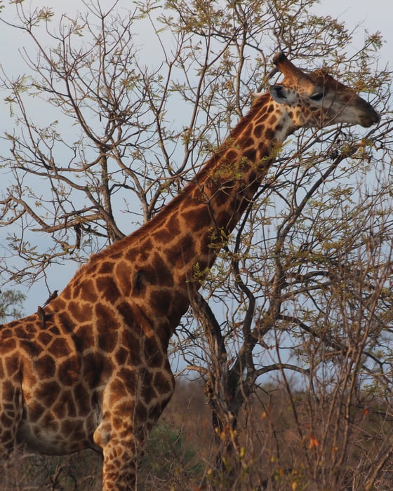 Giraffe in South Africa