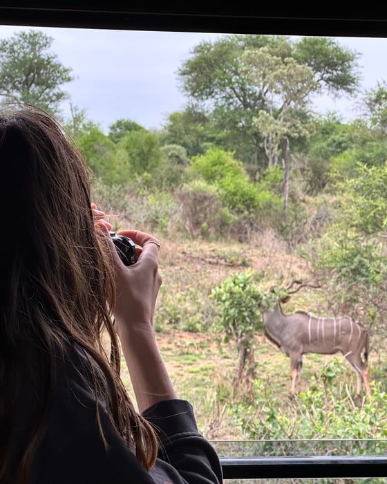 Bongaa villieläimiä Afrikan safarilla