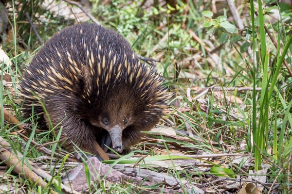 Möte med Australiens taggigaste ikon